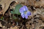 Geteiltblättriges Veilchen - Viola palmata