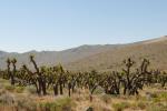 Joshua Tree-Yucca brevifolia