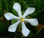 Gardenie - Gardenia jasminoides