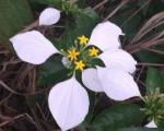 : - Mussaenda pubescens