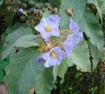 : - Solanum asperolanatum