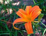 Gelbrote Taglilie - Hemerocallis fulva