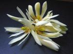 : - Michelia alba