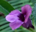 : - Adenosma glutinosum