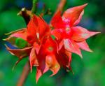 : - Clerodendrum fortunatum