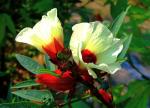 Roselle - Hibiscus sabdariffa