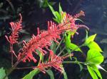 : - Odontonema tubiforme