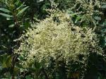 : - Rhus hypoleuca
