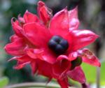 : - Clerodendrum canescens