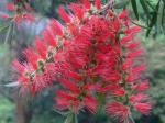 : - Callistemon viminalis