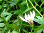 Chinesische Lobelie - Lobelia chinensis