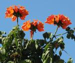 Afrikanischer Tulpenbaum - Spathodea campanulata