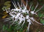 : - Orthosiphon aristatus var. aristatus