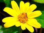 : - Wedelia chinensis