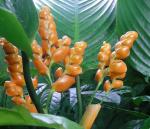 : - Stromanthe jacquinii