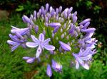 : - Agapanthus africanus
