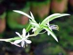 : - Chlorophytum laxum