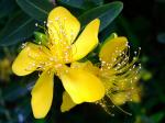 : - Hypericum monogynum