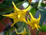 Tomate - Solanum lycopersicum