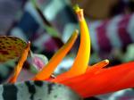 : - Vriesea splendens