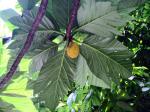 Brotfruchtbaum - Artocarpus altilis