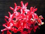 : - Renanthera coccinea
