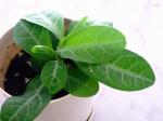 : - Sauropus spatulifolius