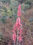 : - Aloe christianii