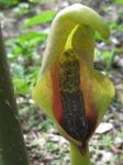 : - Anchomanes abbreviatus