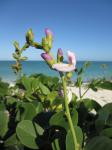 MacKenzie-Bohne - Canavalia rosea