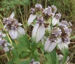 : - Haumaniastrum villosum