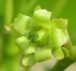 Purgiernuss - Jatropha curcas