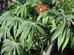 Korallenblütige Flaschenpflanze - Jatropha multifida