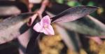 : - Tradescantia pallida