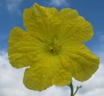 Schwammkürbis - Luffa cylindrica