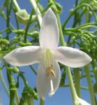 Jasminbaum - Millingtonia hortensis