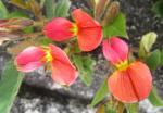 : - Rhynchosia monophylla