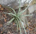 : - Sansevieria downsii