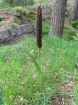 Wiesen-Fuchsschwanz - Alopecurus pratensis