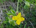 Schöllkraut - Chelidonium majus