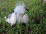 Schmalblättriges Wollgras - Eriophorum angustifolium