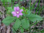 Allackerbeere - Rubus arcticus
