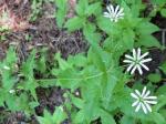 Hain-Sternmiere - Stellaria nemorum