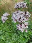 Holunderblättriger Baldrian - Valeriana sambucifolia