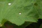 Weicher Frauenmantel - Alchemilla mollis