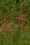 Schmalblättriges Weidenröschen - Chamerion angustifolium