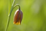 Michailovskyi-Schachbrettblume - Fritillaria michailovskyi