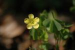 Aufrechter Sauerklee - Oxalis stricta