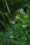 Nickendes Leimkraut - Silene nutans