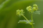 Spitzlappiger Frauenmantel - Alchemilla vulgaris